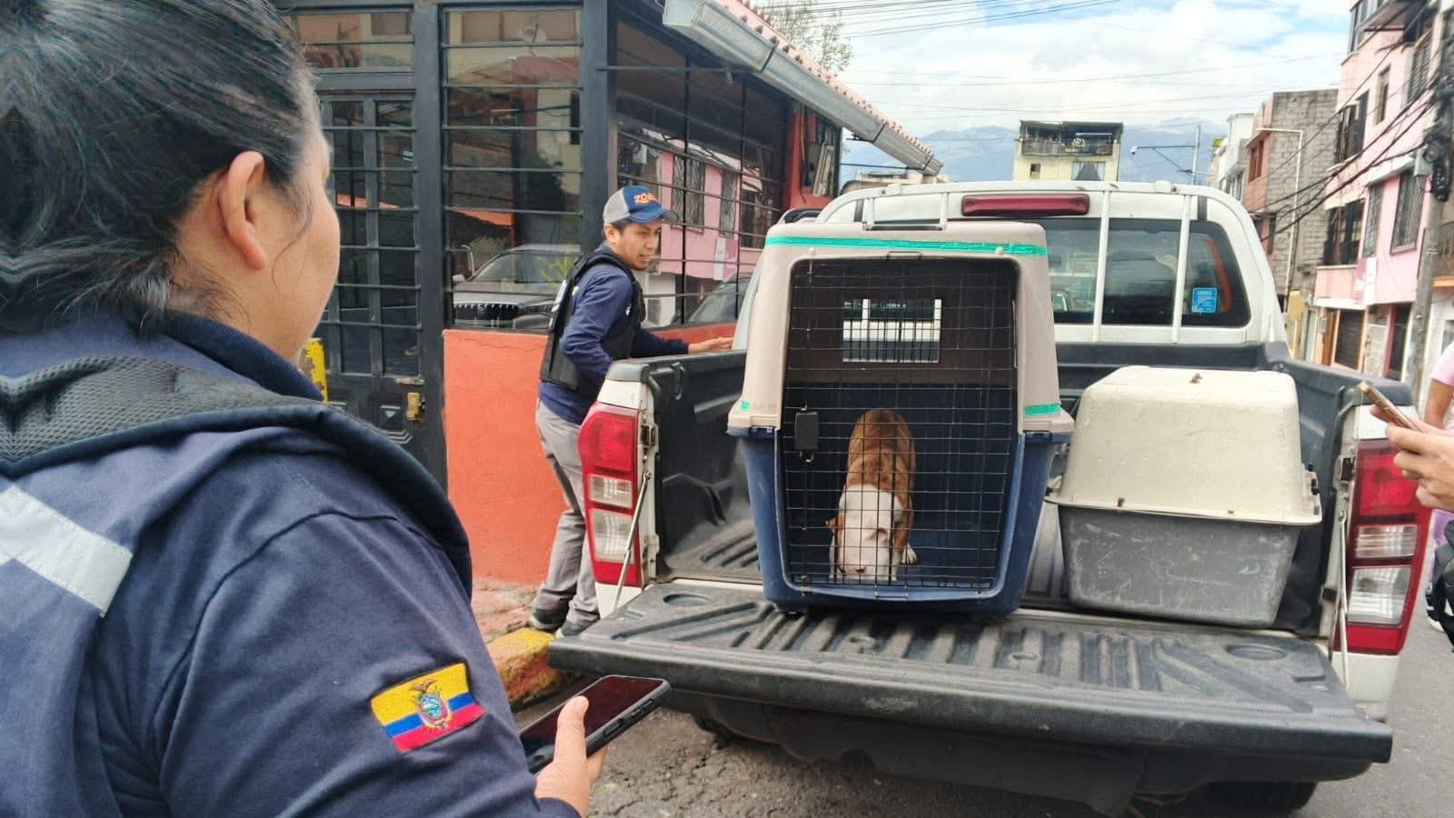 Rescatan a cachorro de pitbull en Solanda