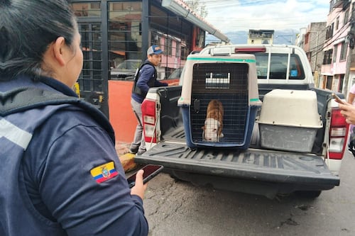 Rescatan a cachorro de pitbull en Solanda, estaba enjaulado