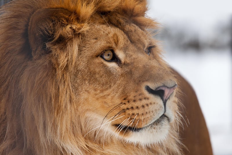 León escapa y ataca a una familia en Lahore, Pakistán