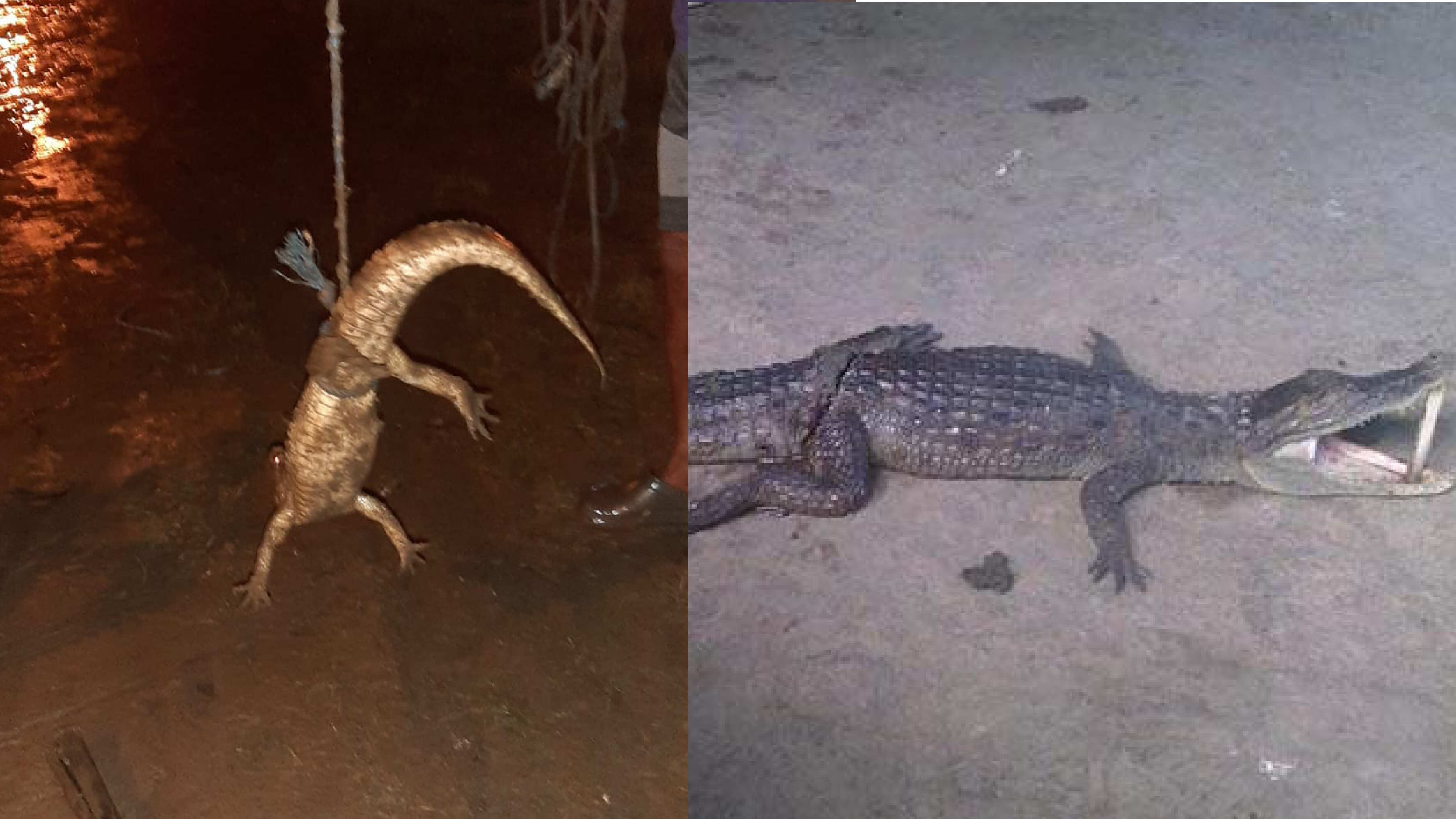 Habitantes de Esmeraldas habrían hallado un lagarto entre casas inundadas-