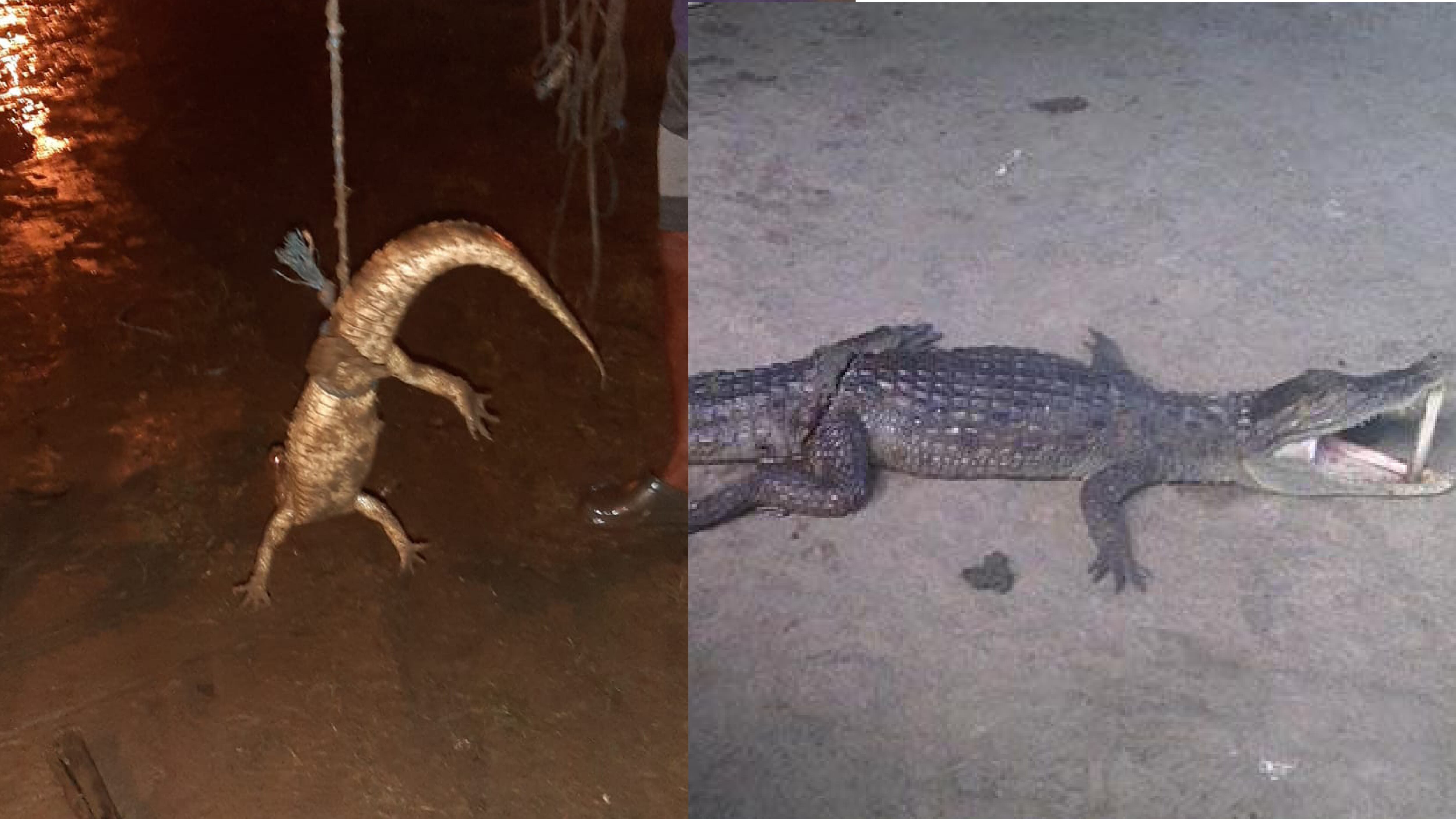 Habitantes de Esmeraldas habrían hallado un lagarto entre casas inundadas-
