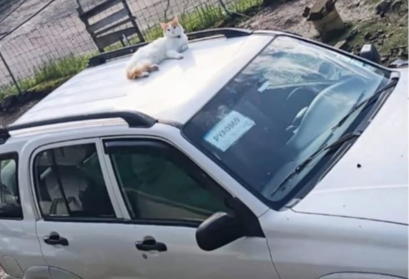 Roban vehículo de una estudiante en uno de los parqueaderos de la Universidad Central, en Quito