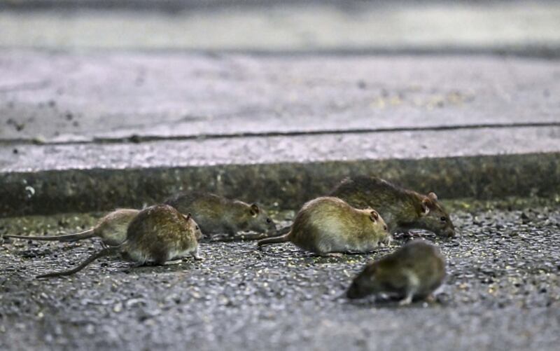 ¿Qué significa soñar con ratas?