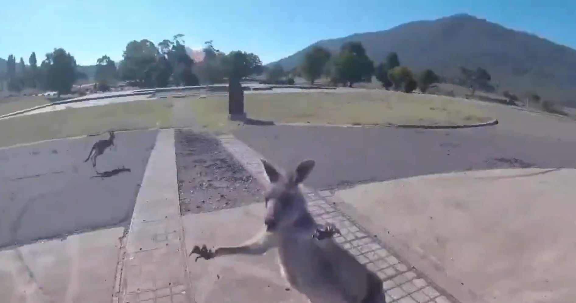Paracaidista enfrenta a un canguro agresivo tras aterrizar en Australia