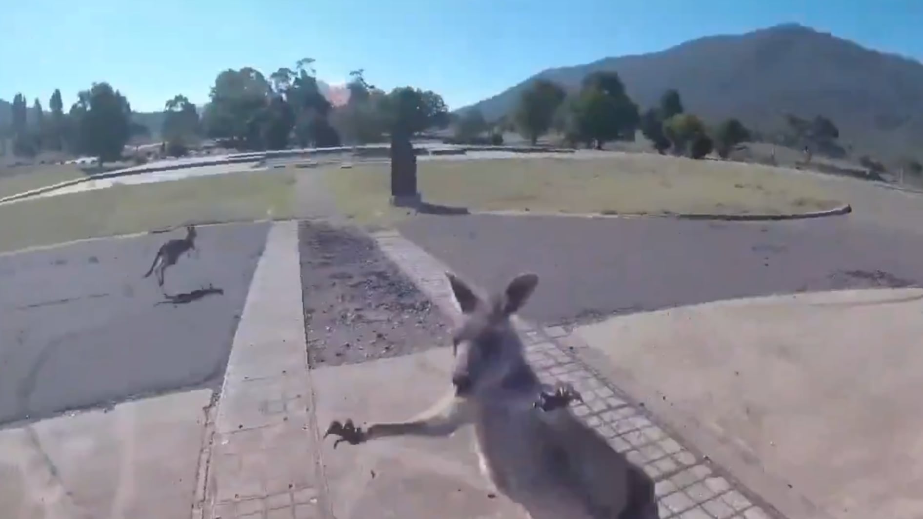 Canguro reaccionó de forma violenta al notar la presencia del hombre