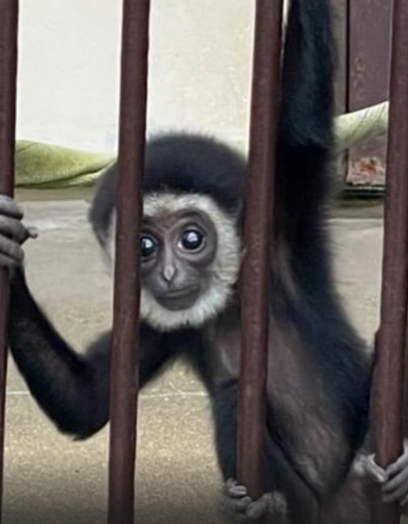 Resuelven el misterio de una mona que quedó embarazada viviendo sola