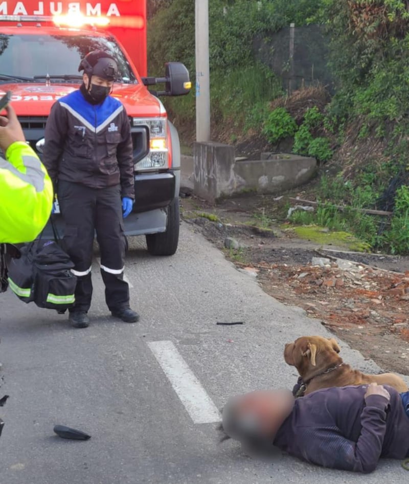 Dos perritos protegieron a su dueño atropellado en Cayambe hasta que llegaron los bomberos