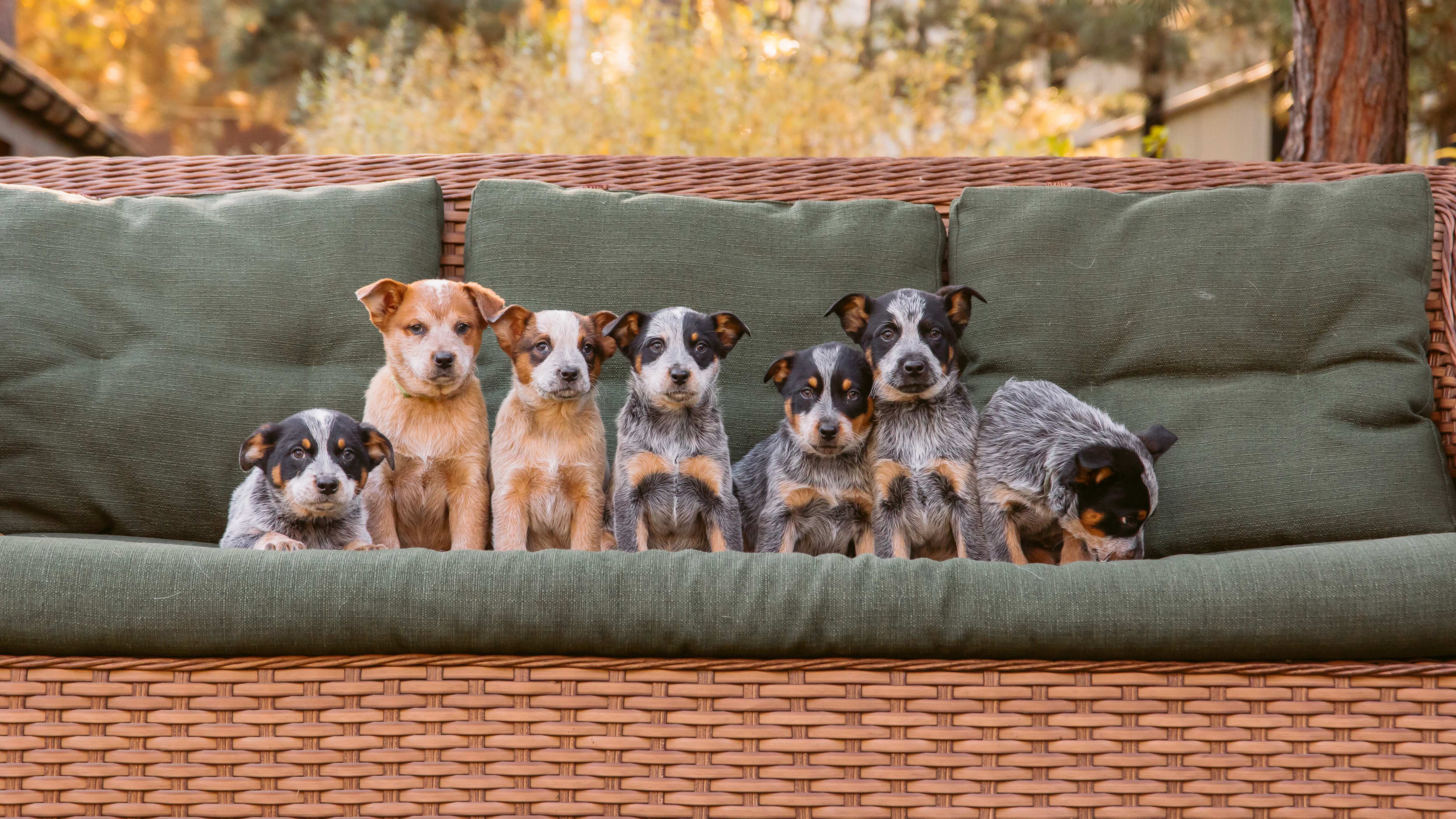 Las mejores razas de perros para vivir en departamentos y casas pequeñas