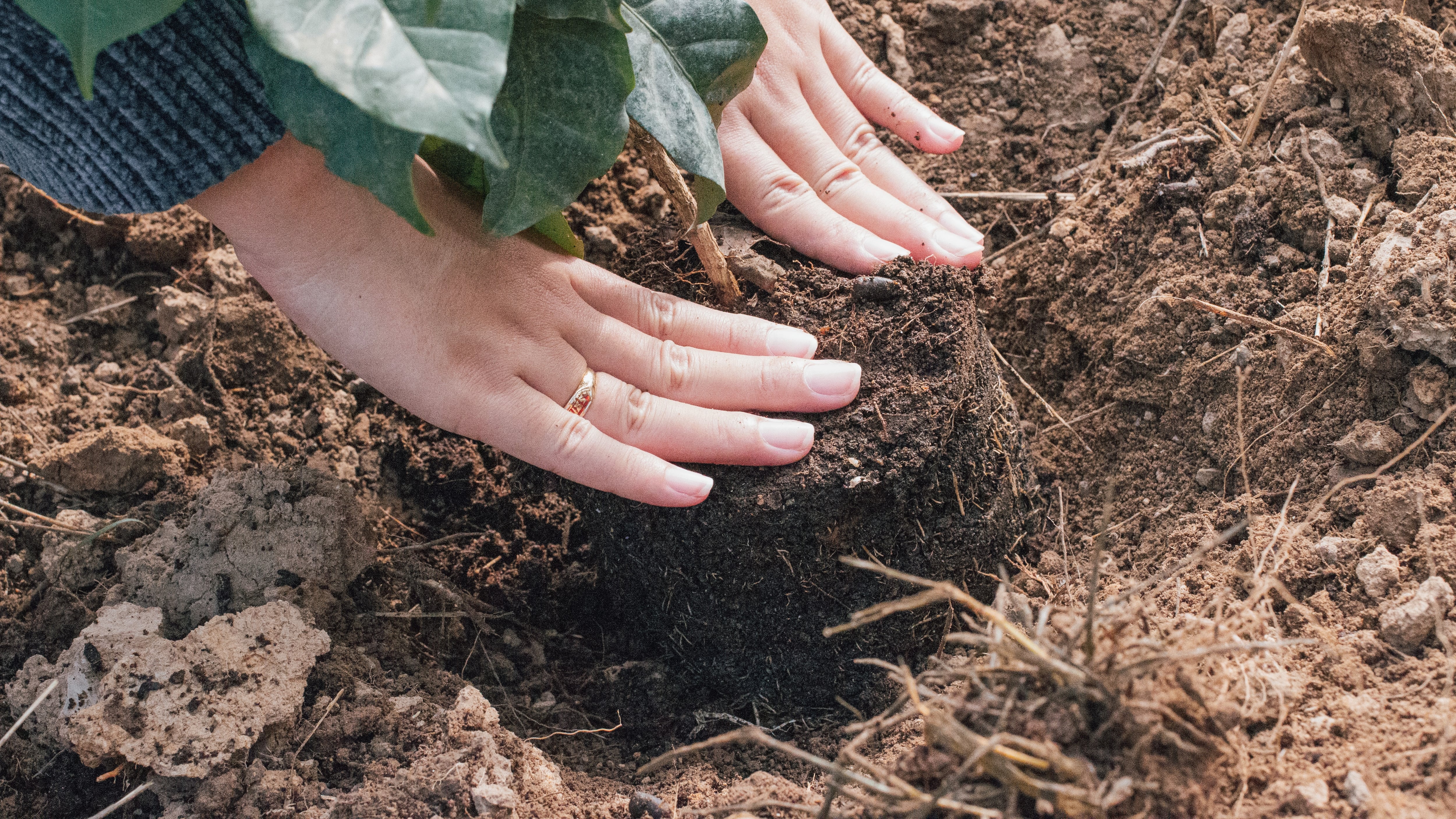 Conoce una de las iniciativas de reforestación más grandes del país.