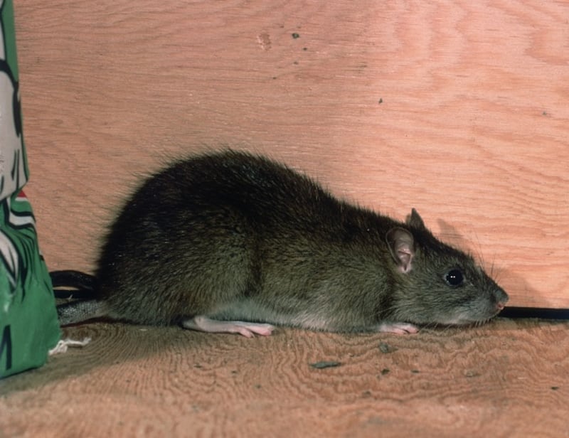 Plaga de ratas en Reino Unido.