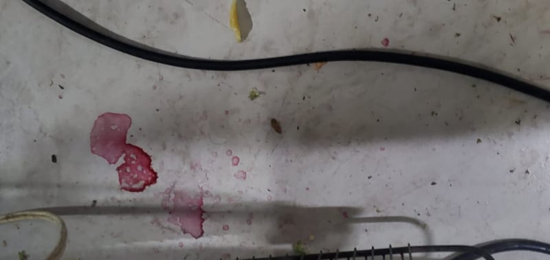 Clausuran chifa en Quito por insalubridad y presencia de cucarachas