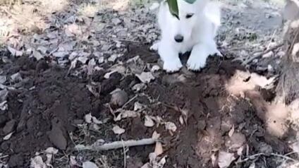 Perrita encontrada en el cerro