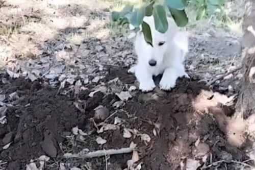 Un consuelo inesperado: Una cachorra abandonada brinda apoyo a una familia en el entierro de su mascota