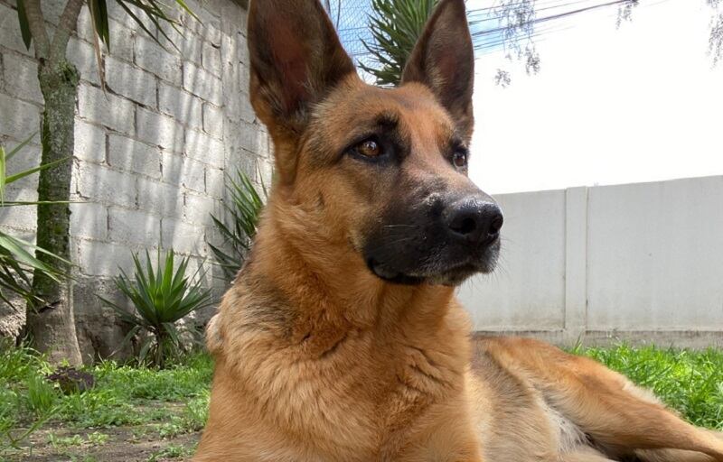 Adopción de perritos en Quito
