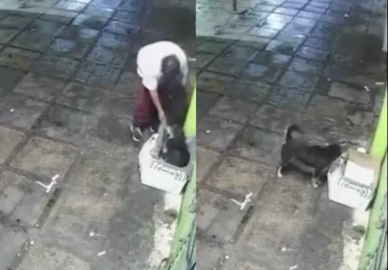 Blacky perrito viral