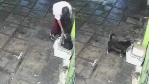 Blacky perrito viral