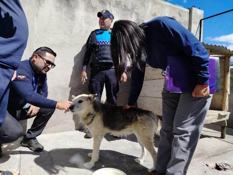 Perritos eran víctimas de maltrato y encierro en el sur de Quito