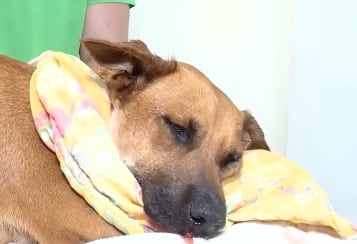 Canela, la perrita víctima de un ataque con pirotecnia, perdió la mandíbula inferior tras la explosión de un artefacto que habría sido introducido por un adolescente de 15 años.