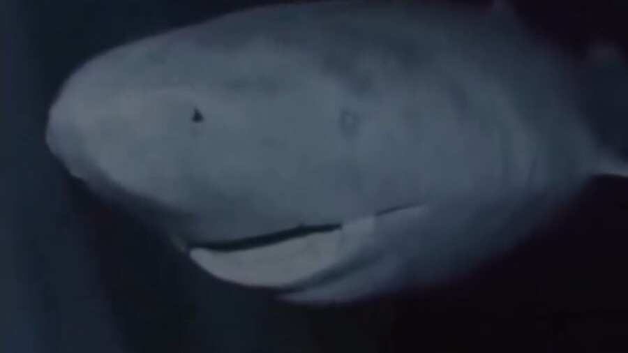 Descubren un tiburón de 392 años en Groenlandia