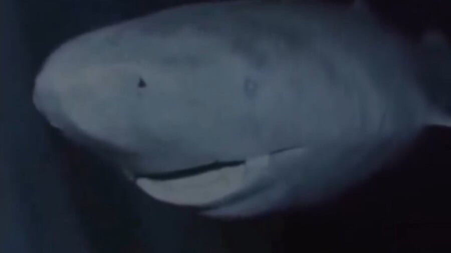 Descubren un tiburón de 392 años en Groenlandia