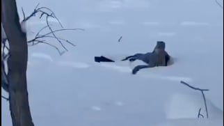 VIDEO: Mujer es atacada por un leopardo de las nieves mientras esquiaba - Fuente: Video de X