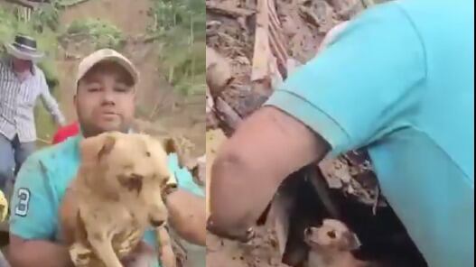 Tony, el Perro rescatado tras 5 días bajo tierra