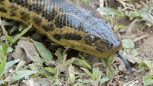 Descubren un anaconda gigante en el Amazonas
