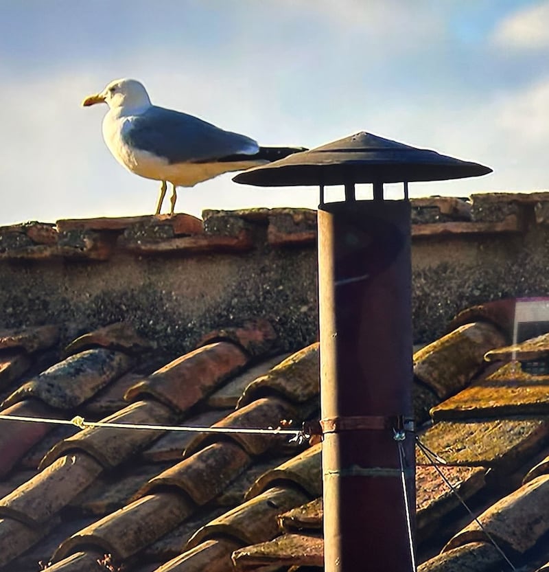 Gaviota en la chimenea de la capilla Sixtina