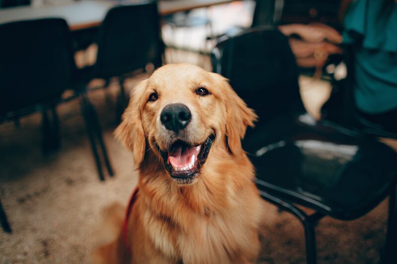 Esta raza de perro es muy leal, sociable e inteligente.