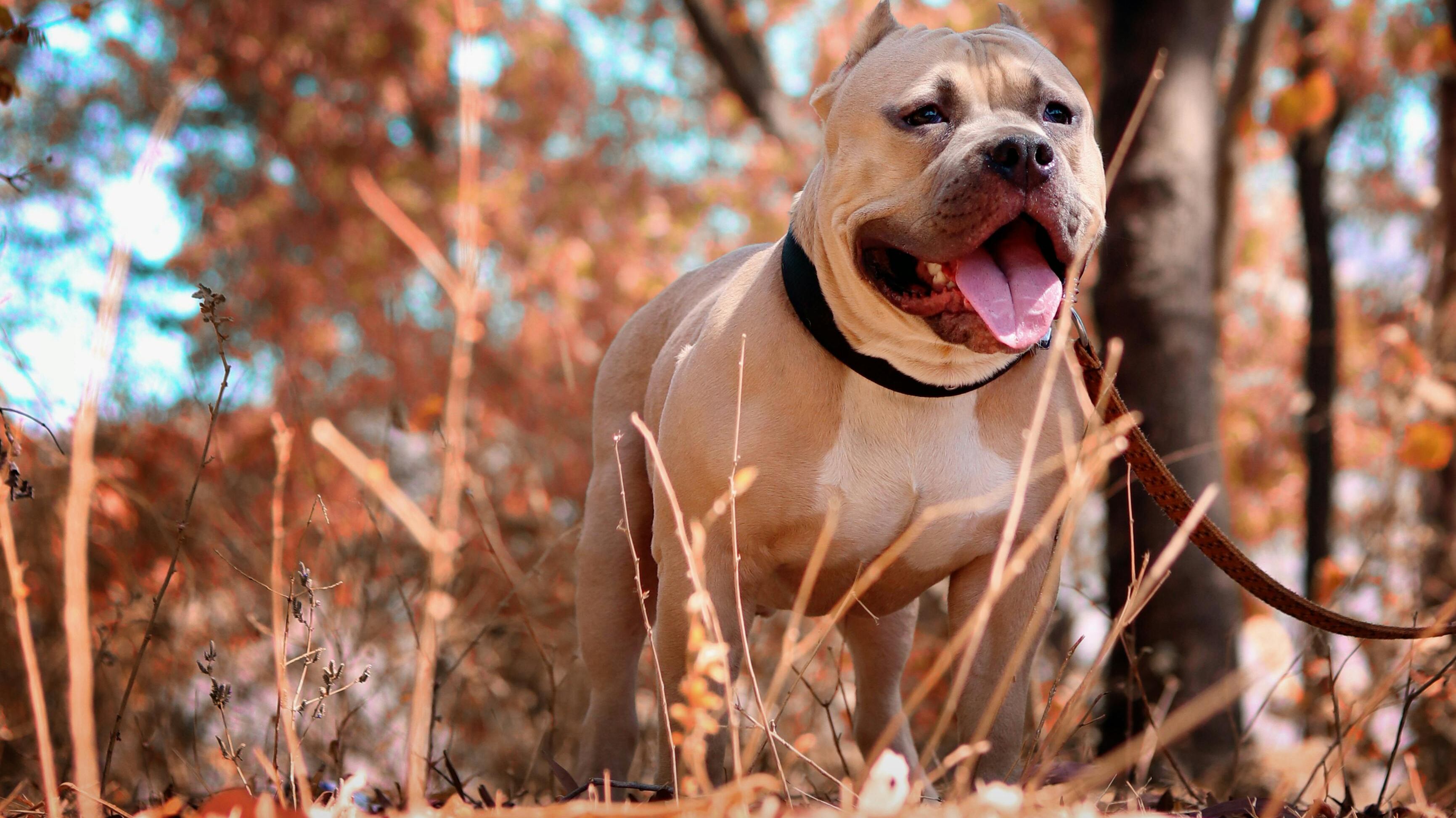 Menor de 4 años fue atacada por un pitbull en Guayaqui