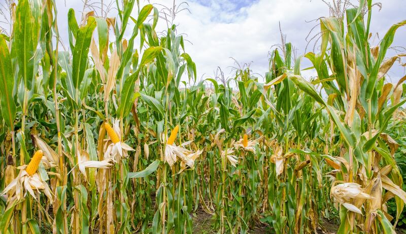 En diciembre y enero se siembra cerca del 74% de la producción anual, según datos del Ministerio de Agricultura y Ganadería.
