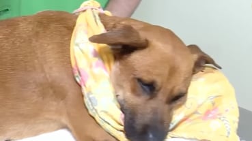 Canela, la perrita víctima de un ataque con pirotecnia, perdió la mandíbula inferior tras la explosión de un artefacto que habría sido introducido por un adolescente de 15 años.