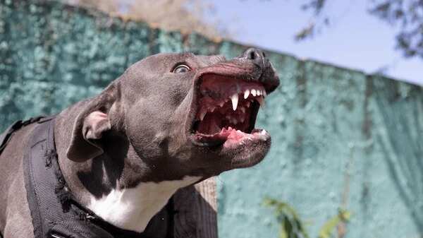 Una anciana quedó en estado crítico tras ser atacada por su perro pitbull
