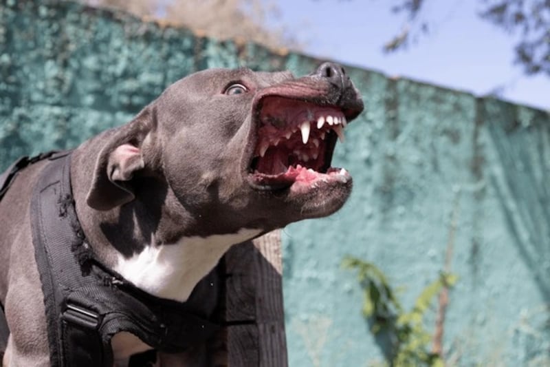 Una anciana quedó en estado crítico tras ser atacada por su perro pitbull