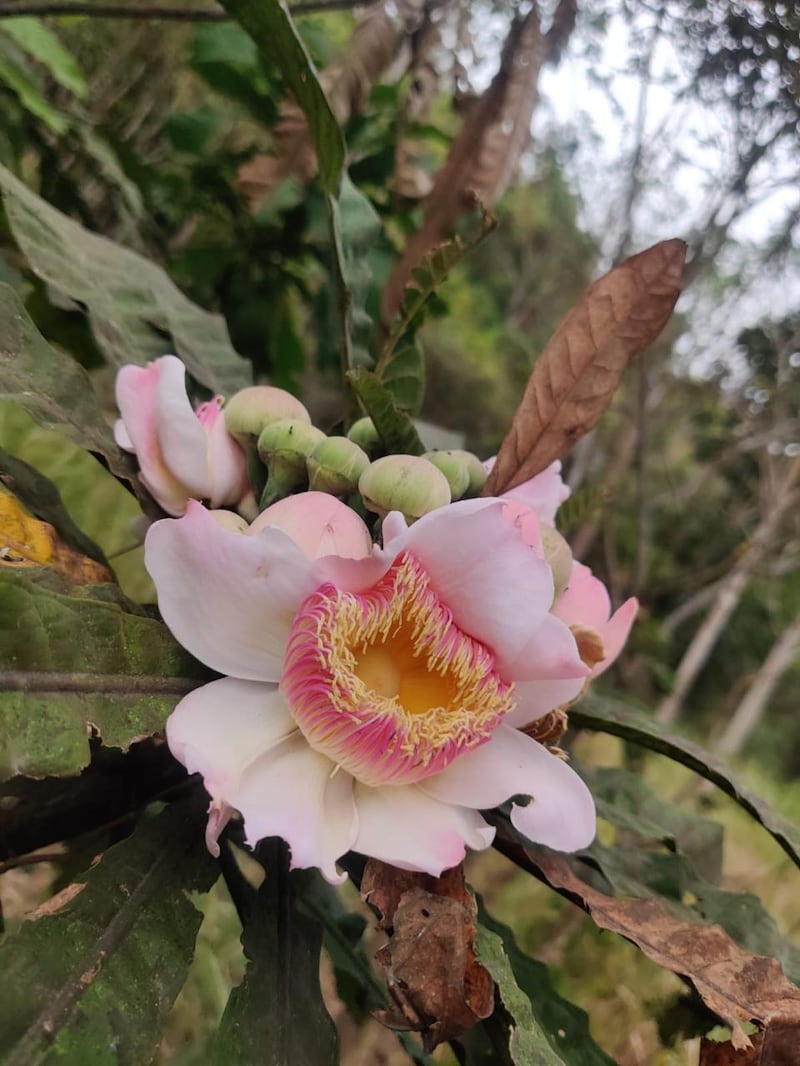 cortesía