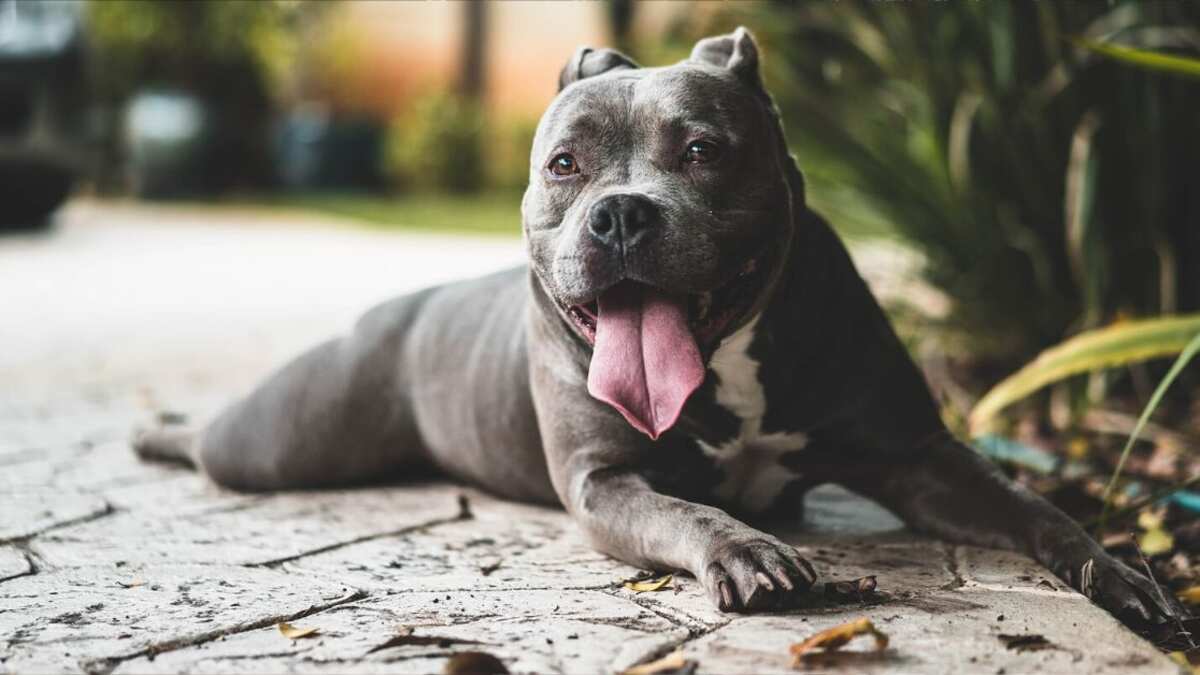 Los pitbulls surgieron del cruce entre bulldogs y terriers