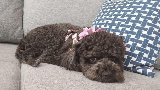 Mató a la mascota de su expareja, porque ella se negó a volver a casa