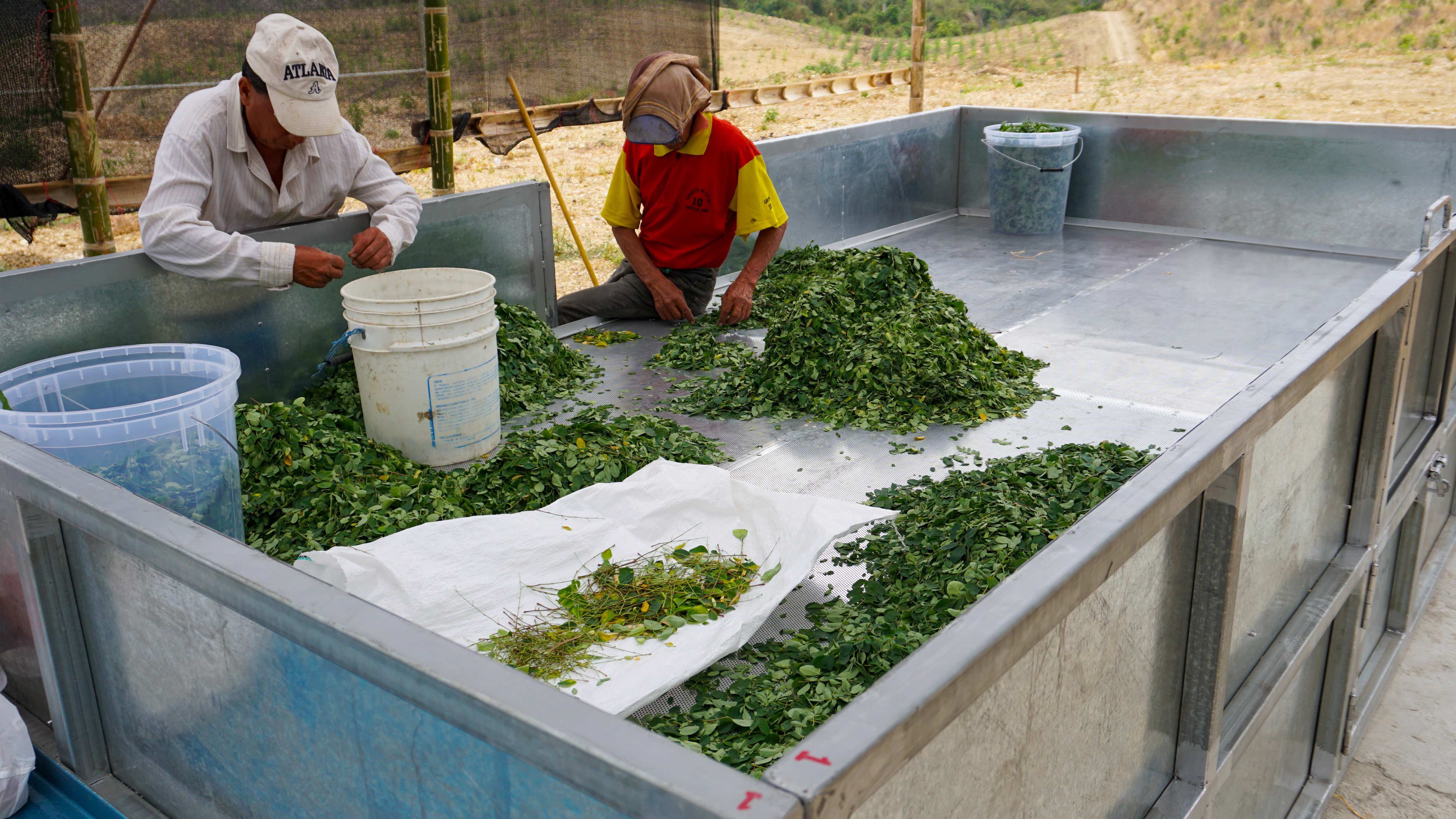 Los agricultores aseguran que la moringa es de fácil cultivo y en un periodo de tres meses ya empiezan a cosechar.