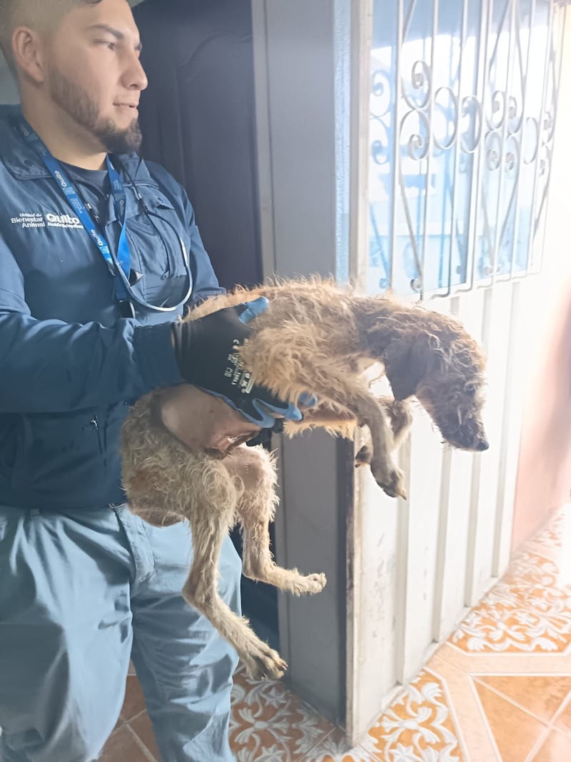 18 perritos fueron hallados en condiciones alarmantes en Colinas del Norte, en Quito