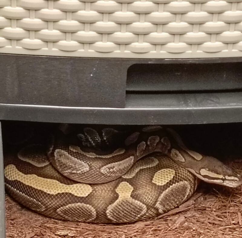 Animales silvestres en cautiverio en Quito