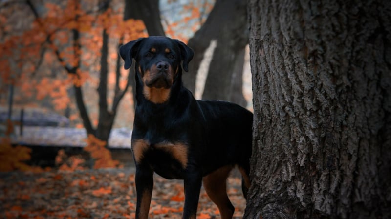 Perro Rottweiler | Fuente: Pixabay @NioleNina