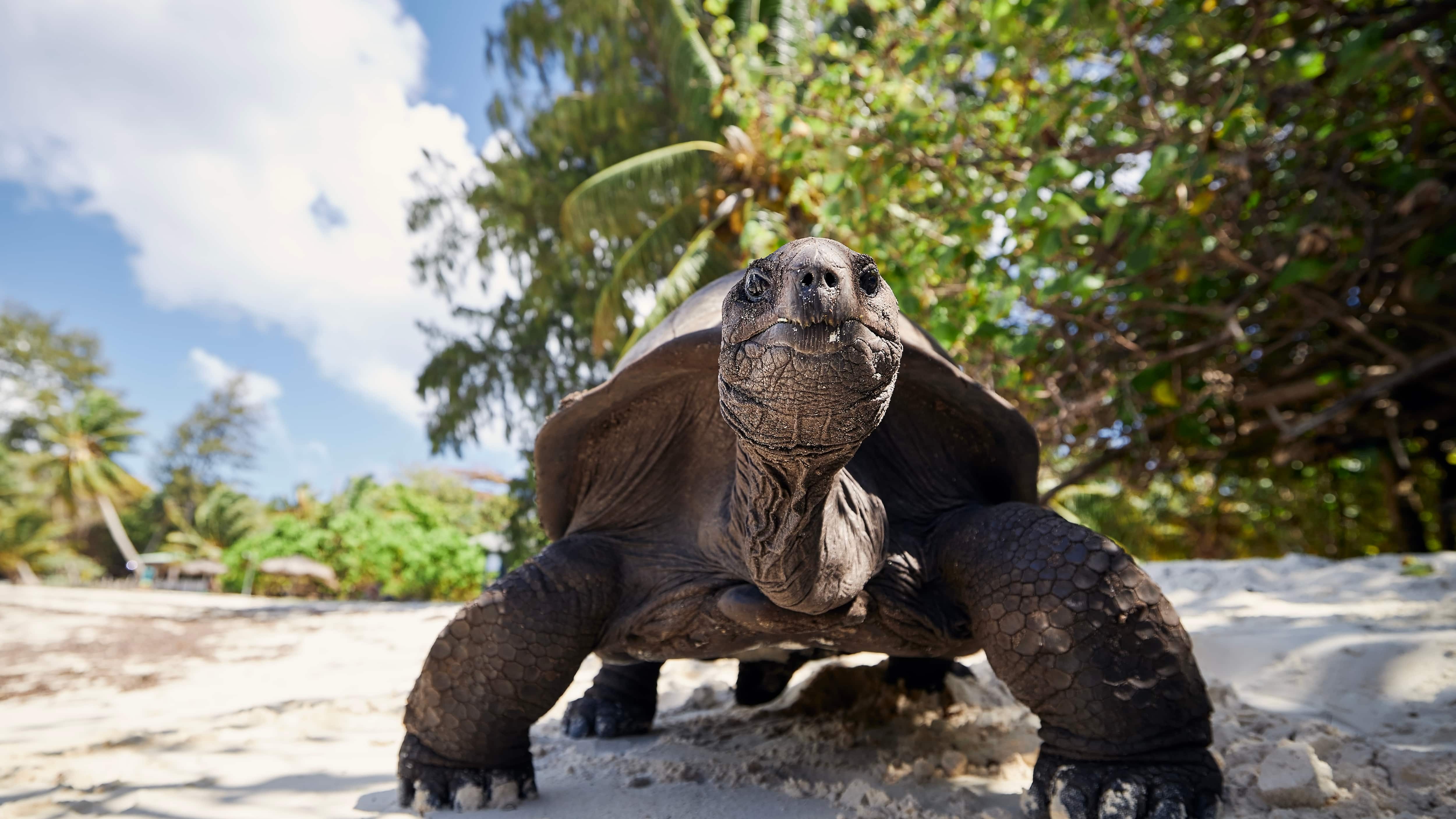 Tortuga gigante Galápagos