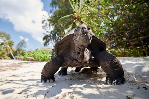 Tortuga de Galápagos que vivió más de un siglo murió en el zoológico de San Diego