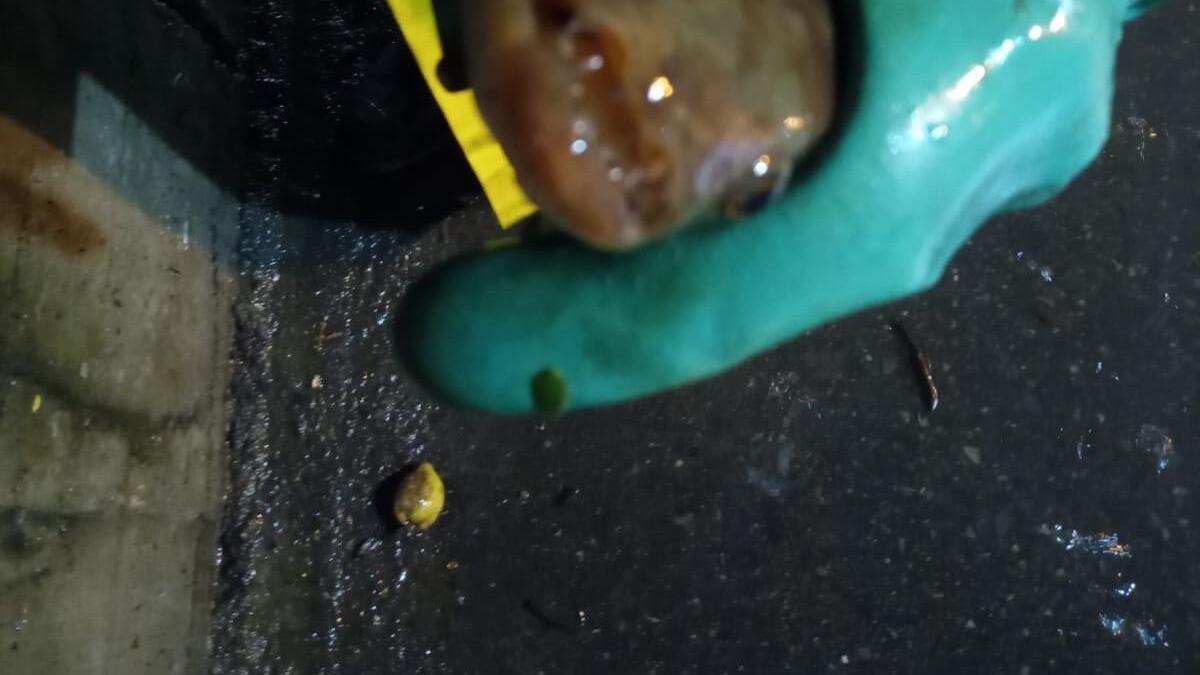 Peces hallados en los sistemas de aguas lluvias en Guayaquil