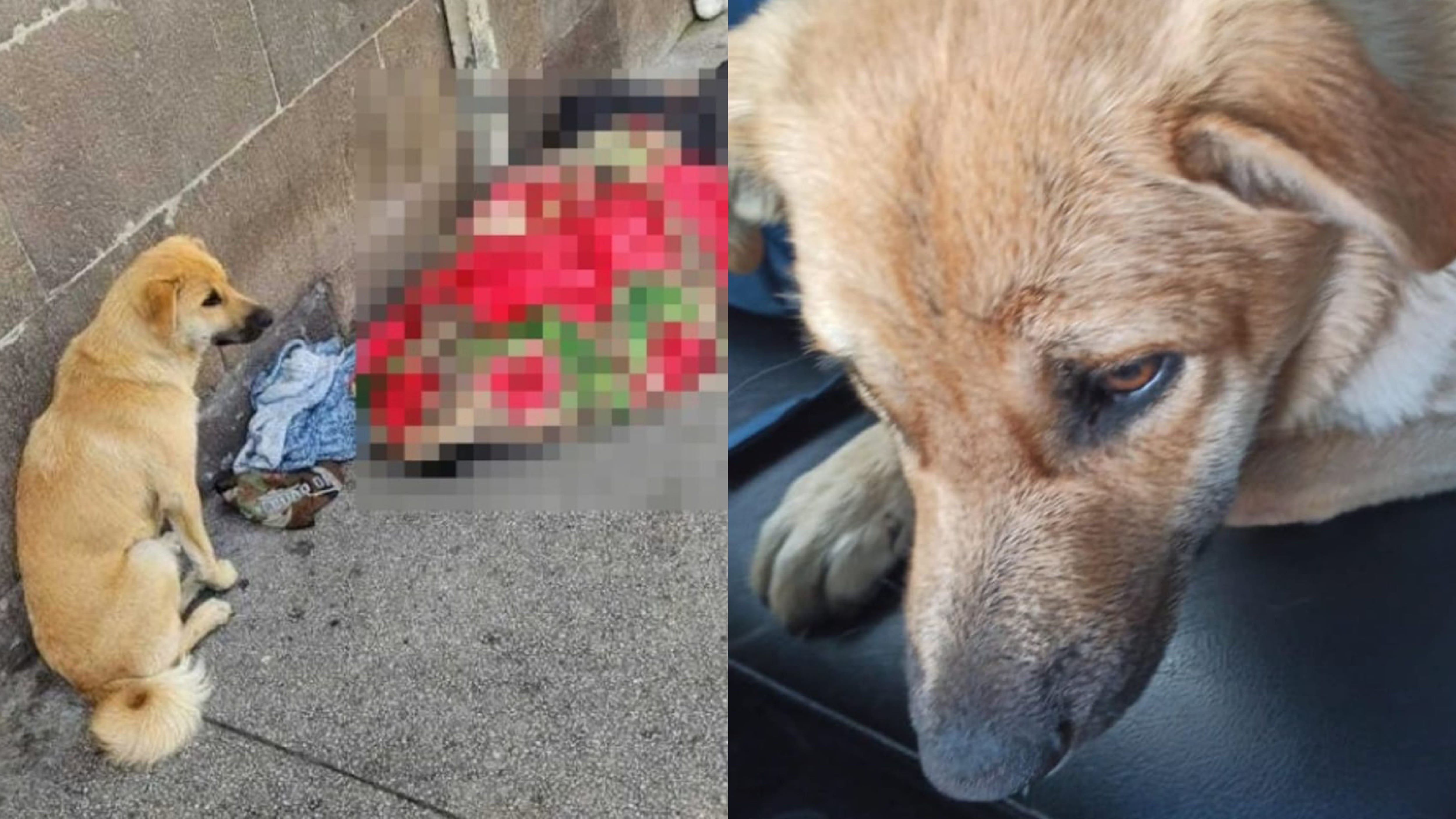 ¡Dale un hogar! Un perrito fiel nunca se movió del cadáver de su dueño en el Centro Histórico de Quito; esta es su conmovedora historia