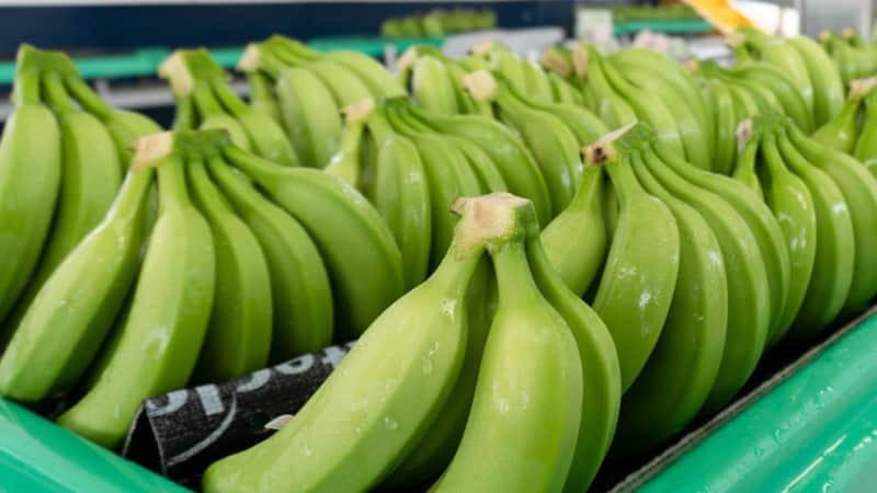 Rusia levantó el veto a exportaciones de cinco empresas bananeras de Ecuador