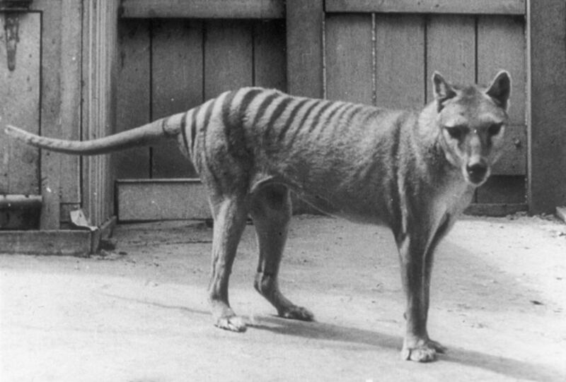 Tigre de Tazmania.