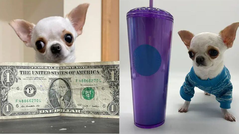 Pearl es el chihuahua más pequeño del mundo
