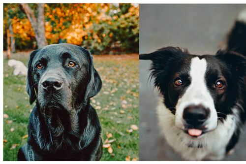 Descubre a las cinco razas de perros más obedientes y fáciles de entrenar, según expertos