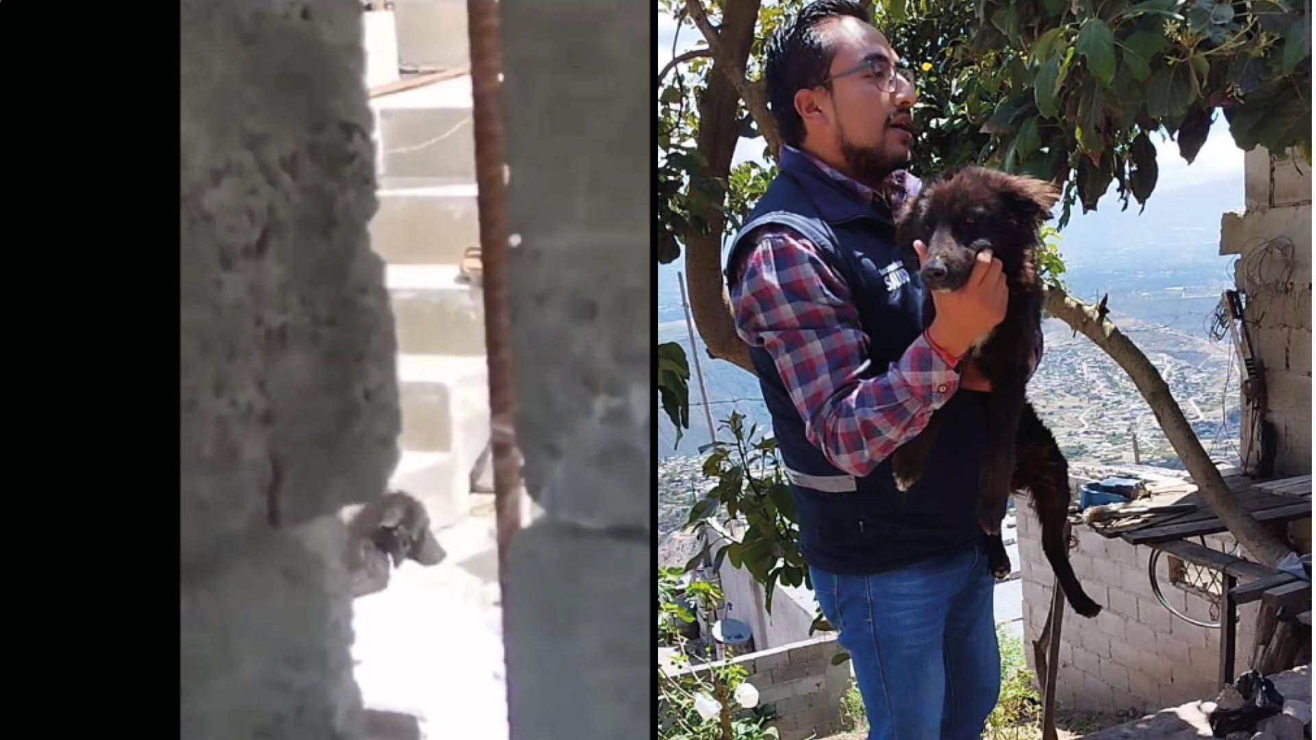 Maltrato animal en el norte de Quito